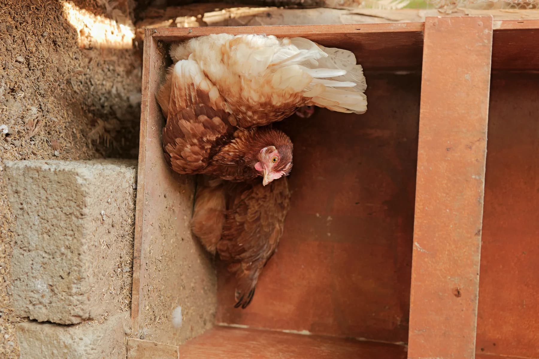 Free-range hens at Wandering Wings