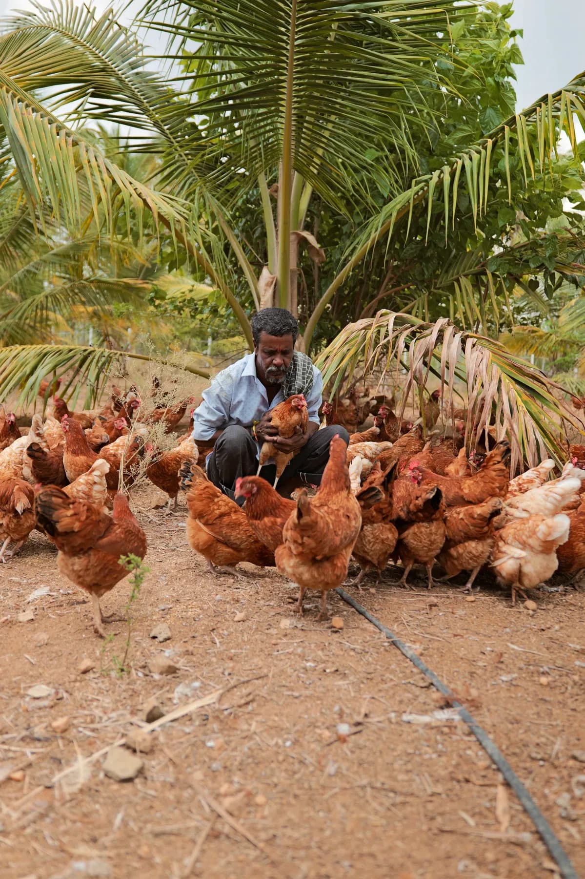 A Wandering Wings farmer standing among free-range hens under palm trees