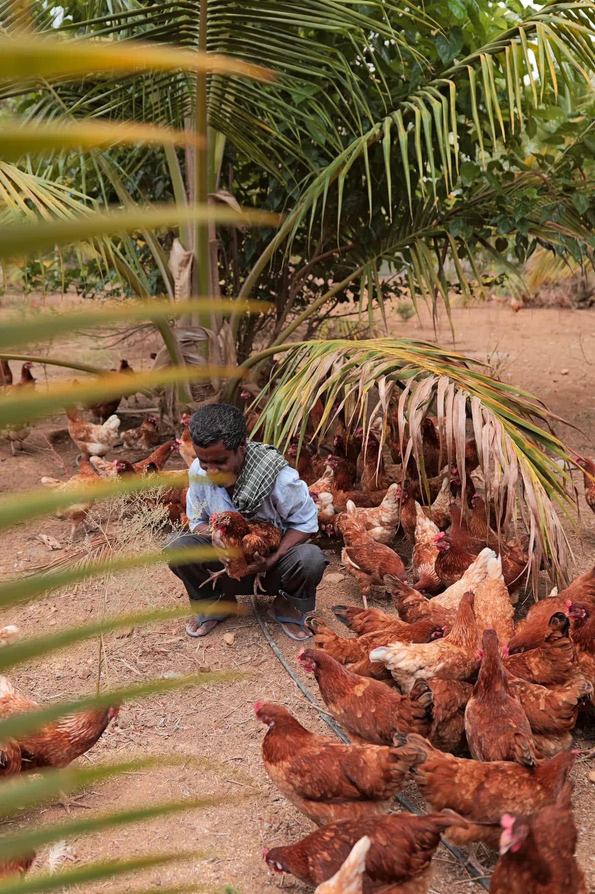 A farmer hand-feeding free-range hens beside palm trees