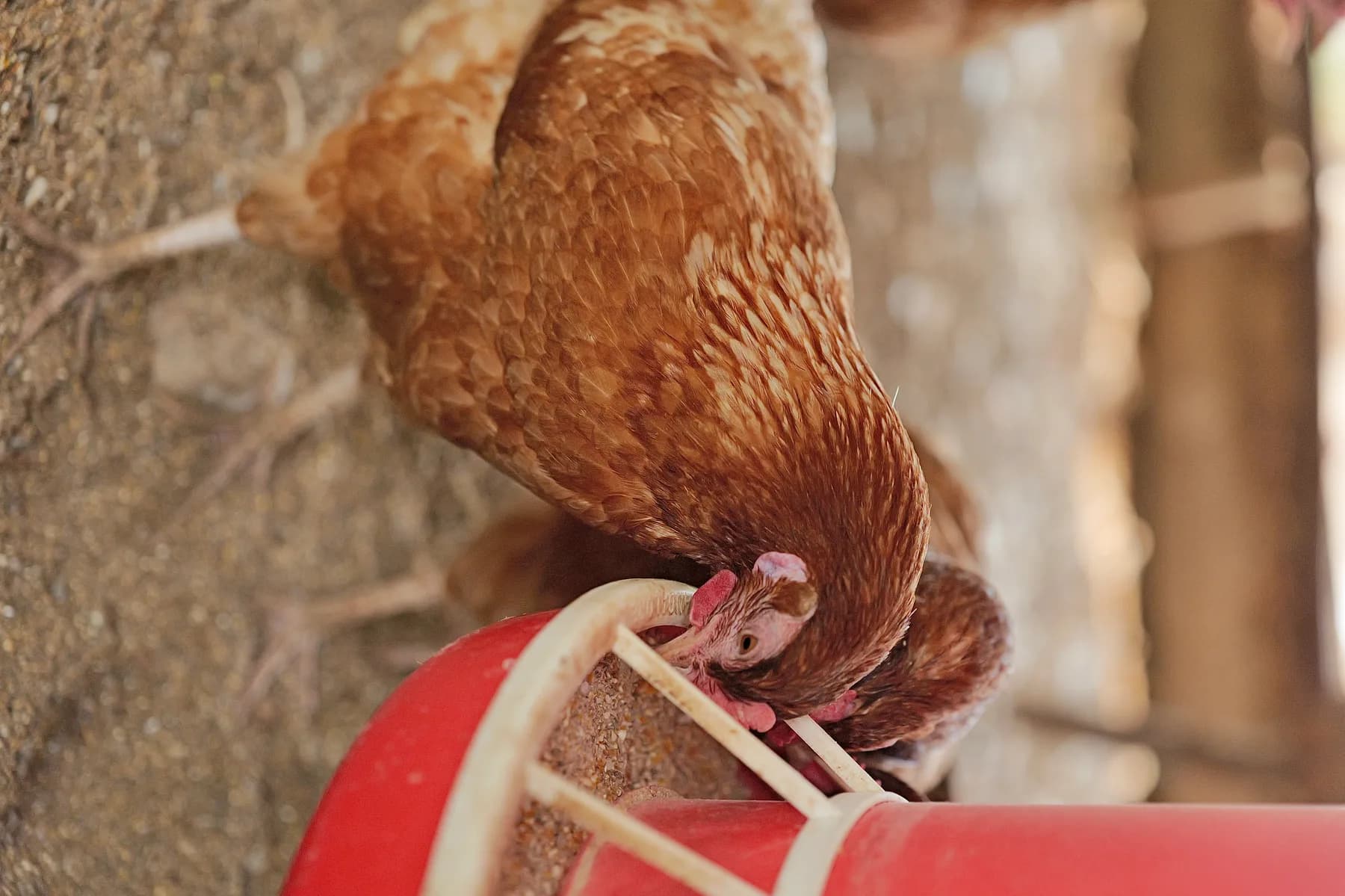 A close-up portrait of a brown hen on the farm