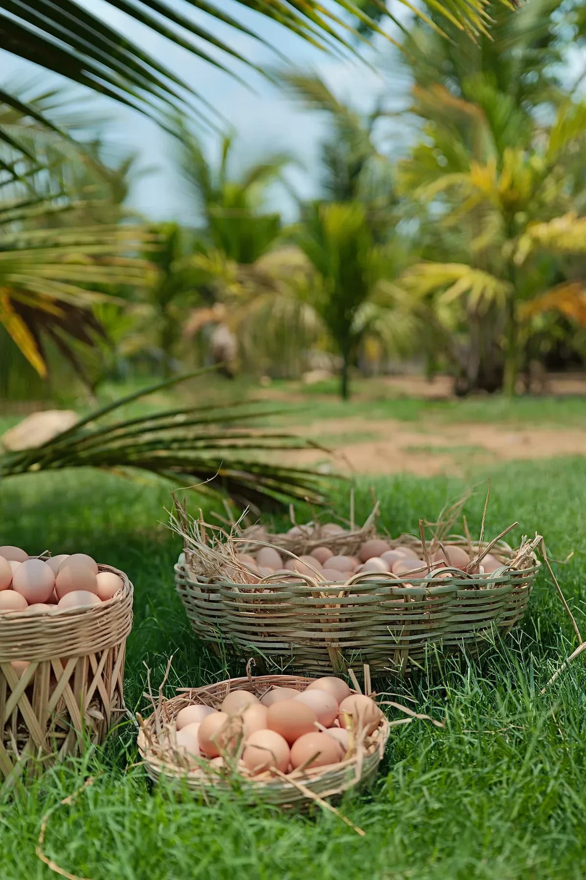 Baskets of farm-fresh eggs resting on grass among palm trees