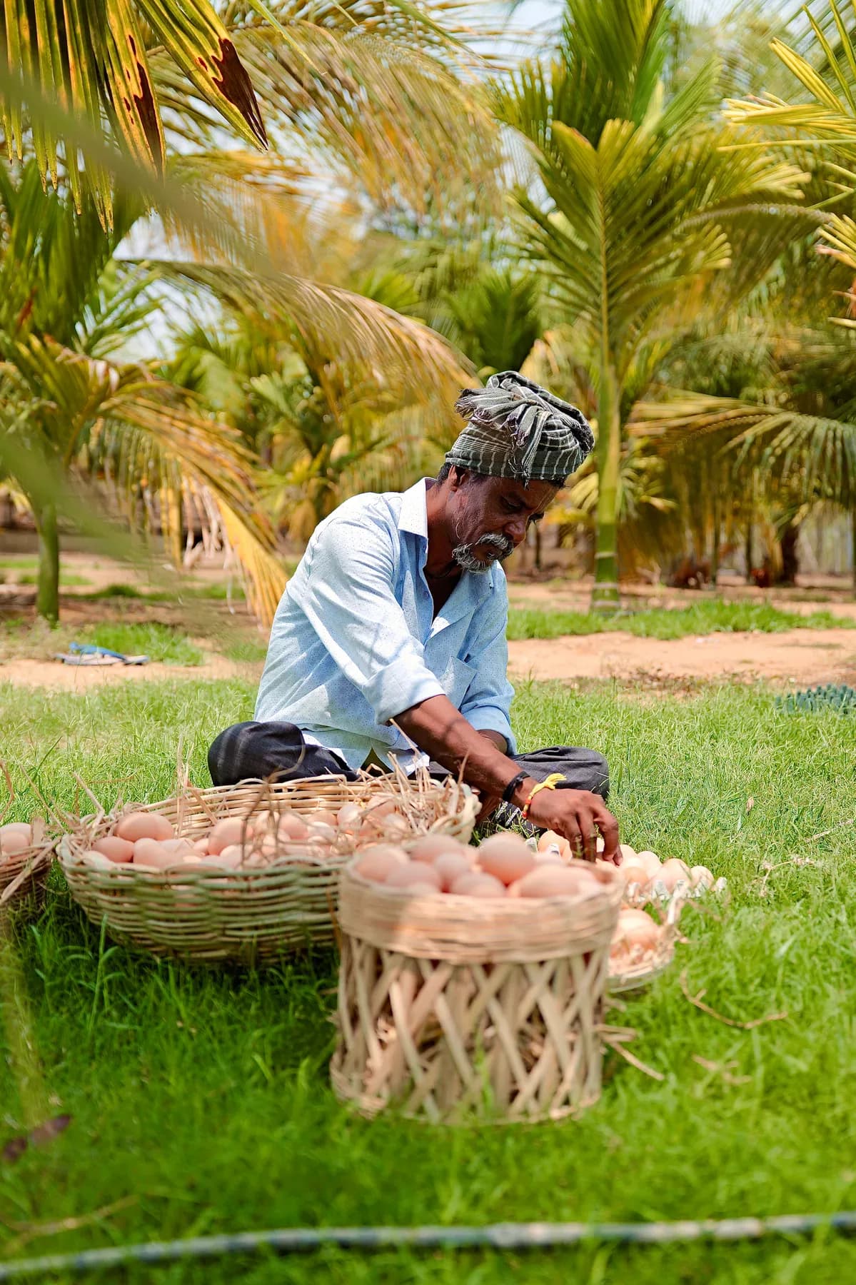 A farmer arranging baskets of fresh eggs on grass