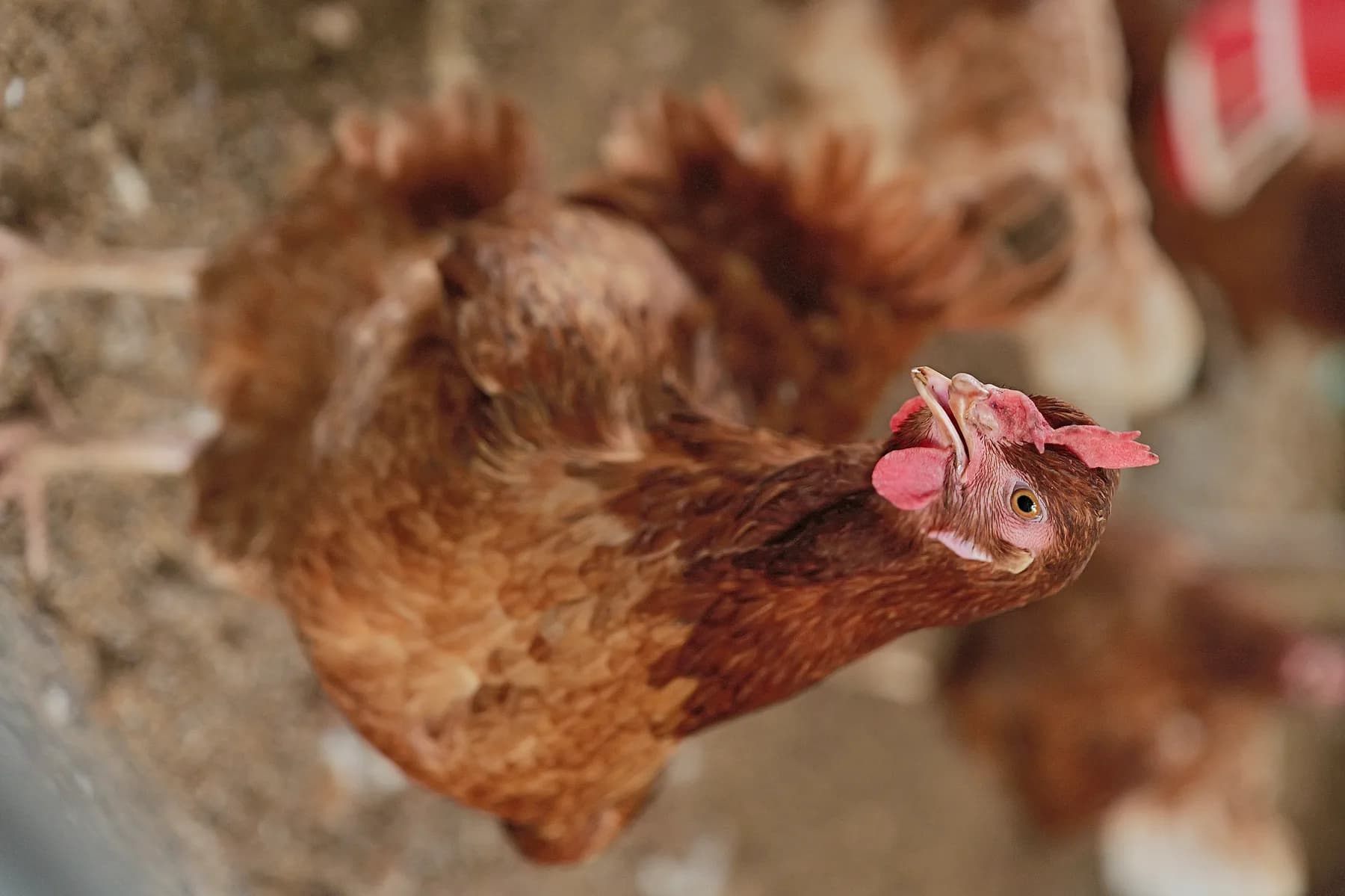 Hens roaming at Wandering Wings farm