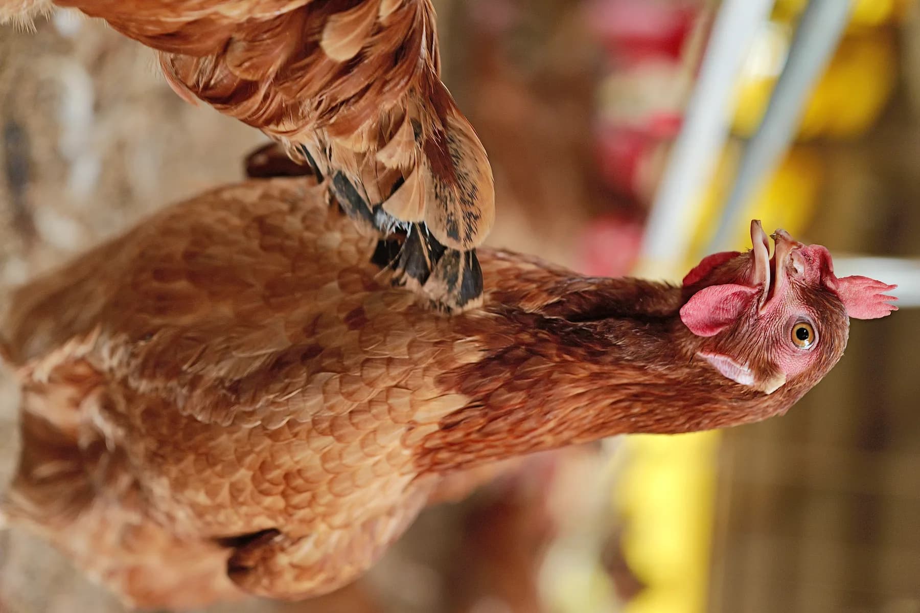 Pasture-raised hens at Wandering Wings