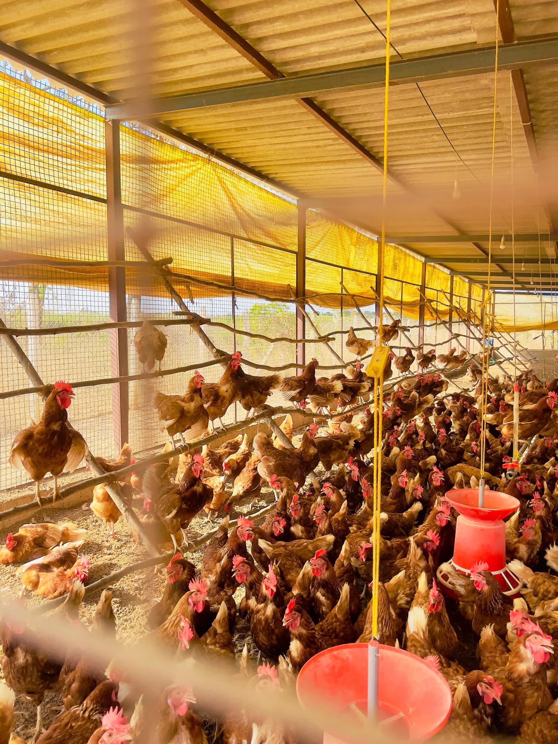 Hens in their natural farm environment