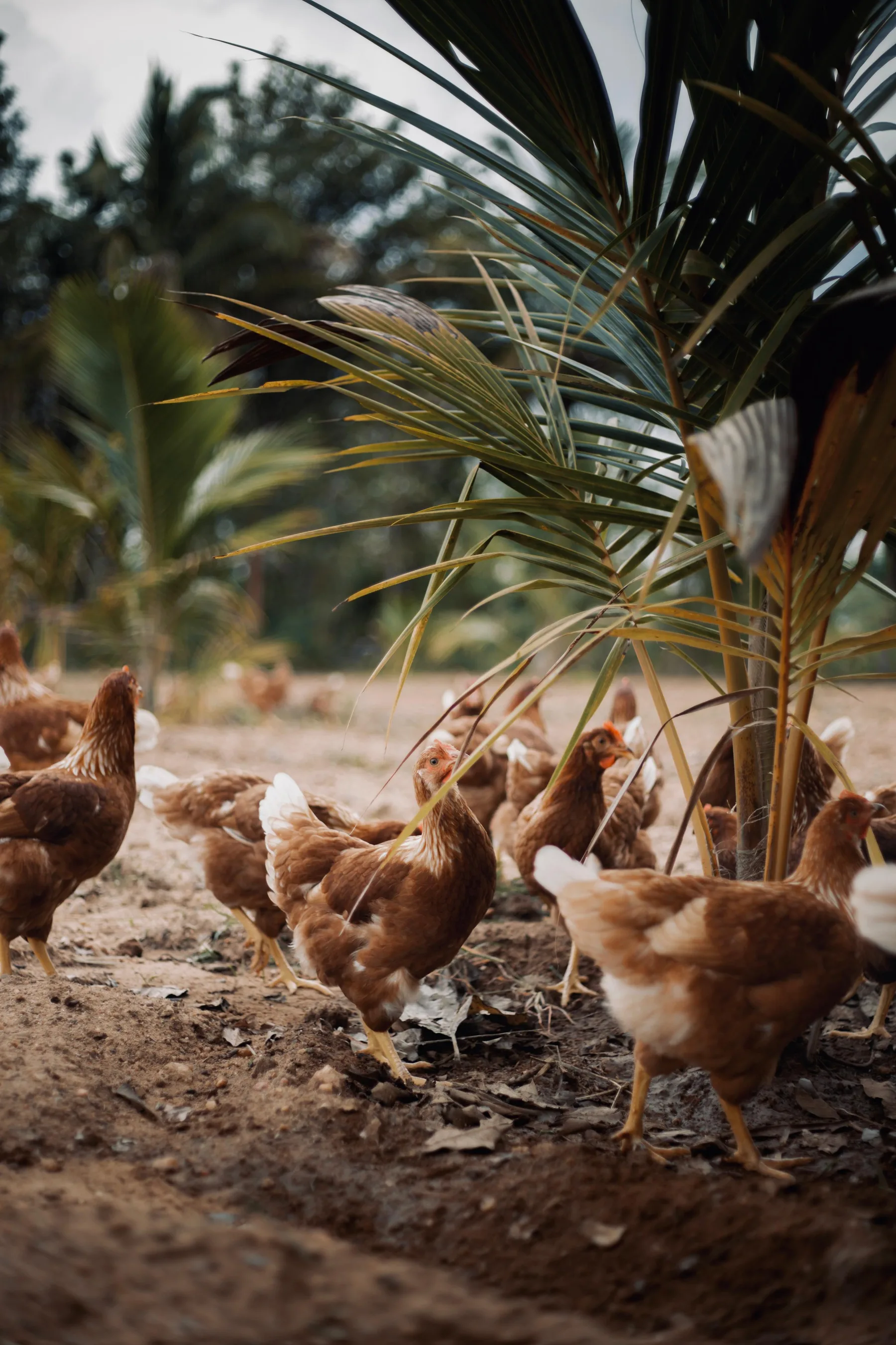 Wandering Wings hens and farm setup