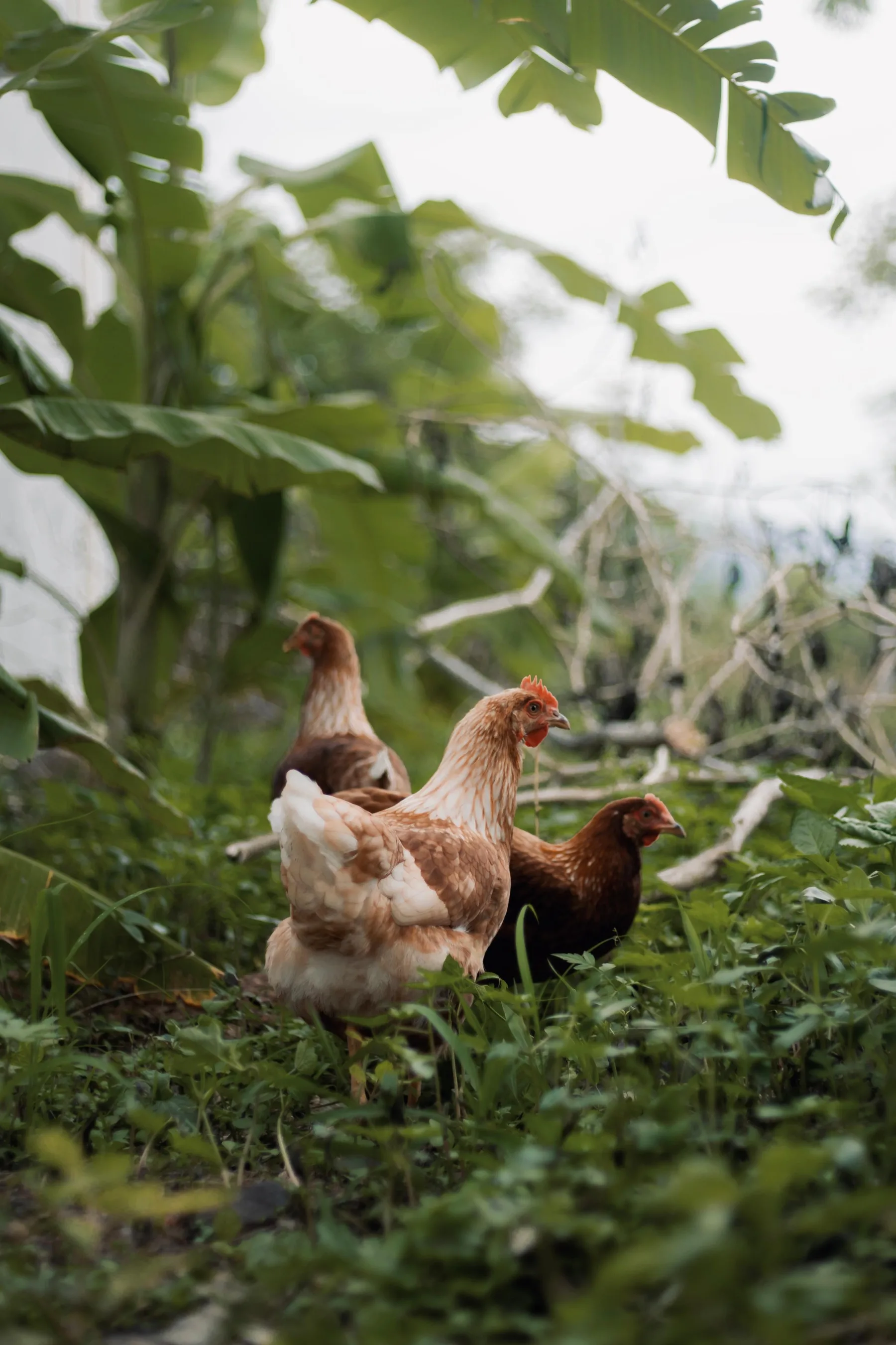 Natural farm environment for hens