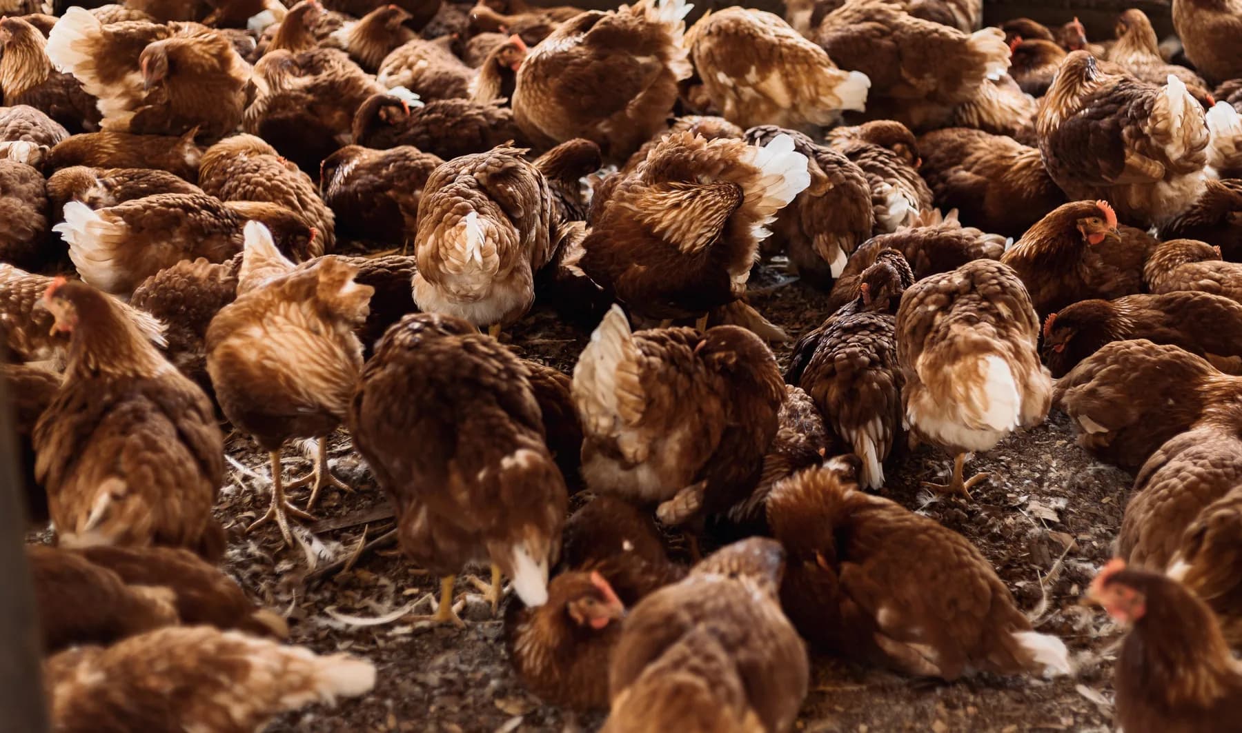 Ethical poultry farm scene from Wandering Wings