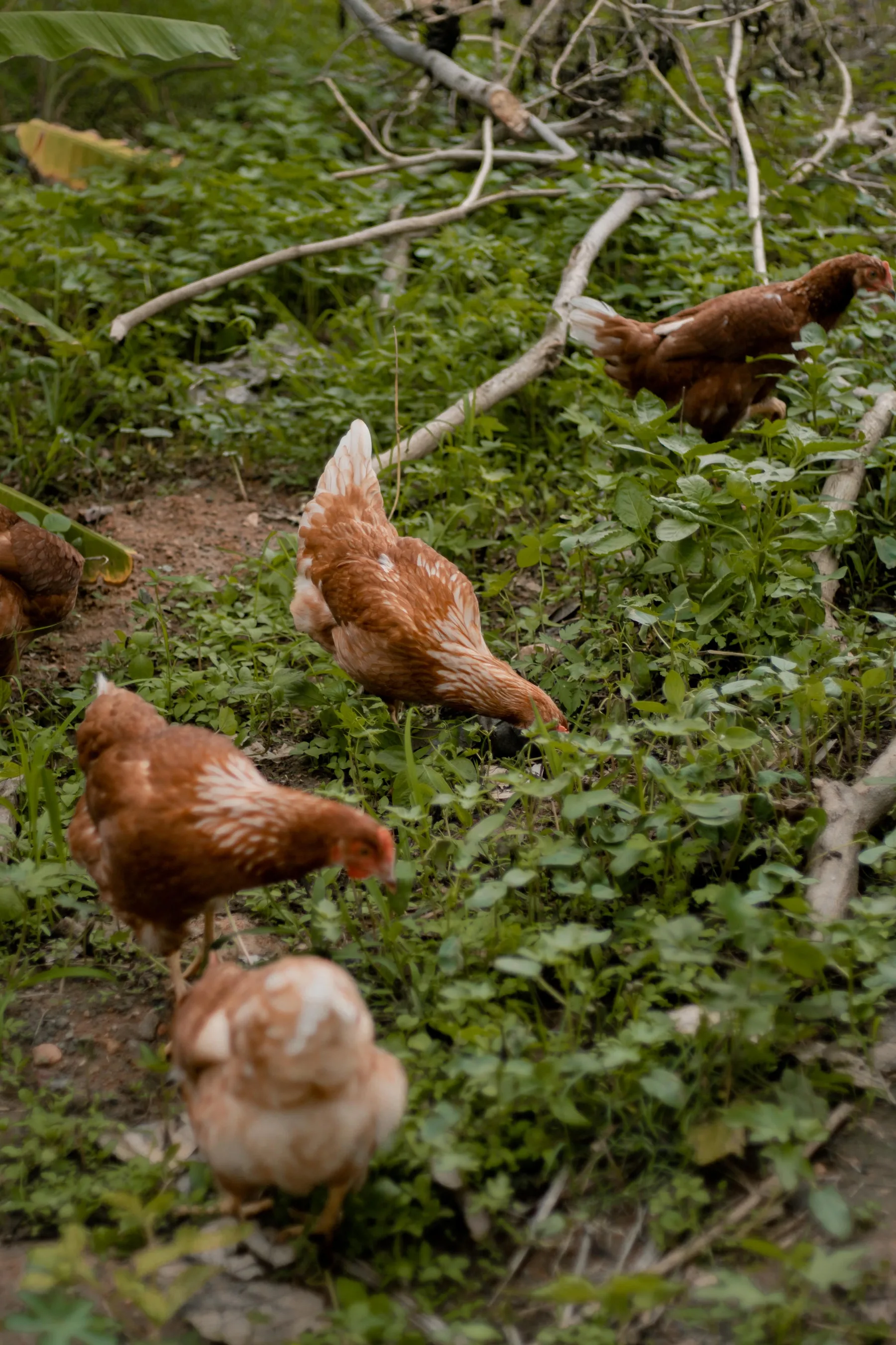 Hens foraging freely through green farm ground cover