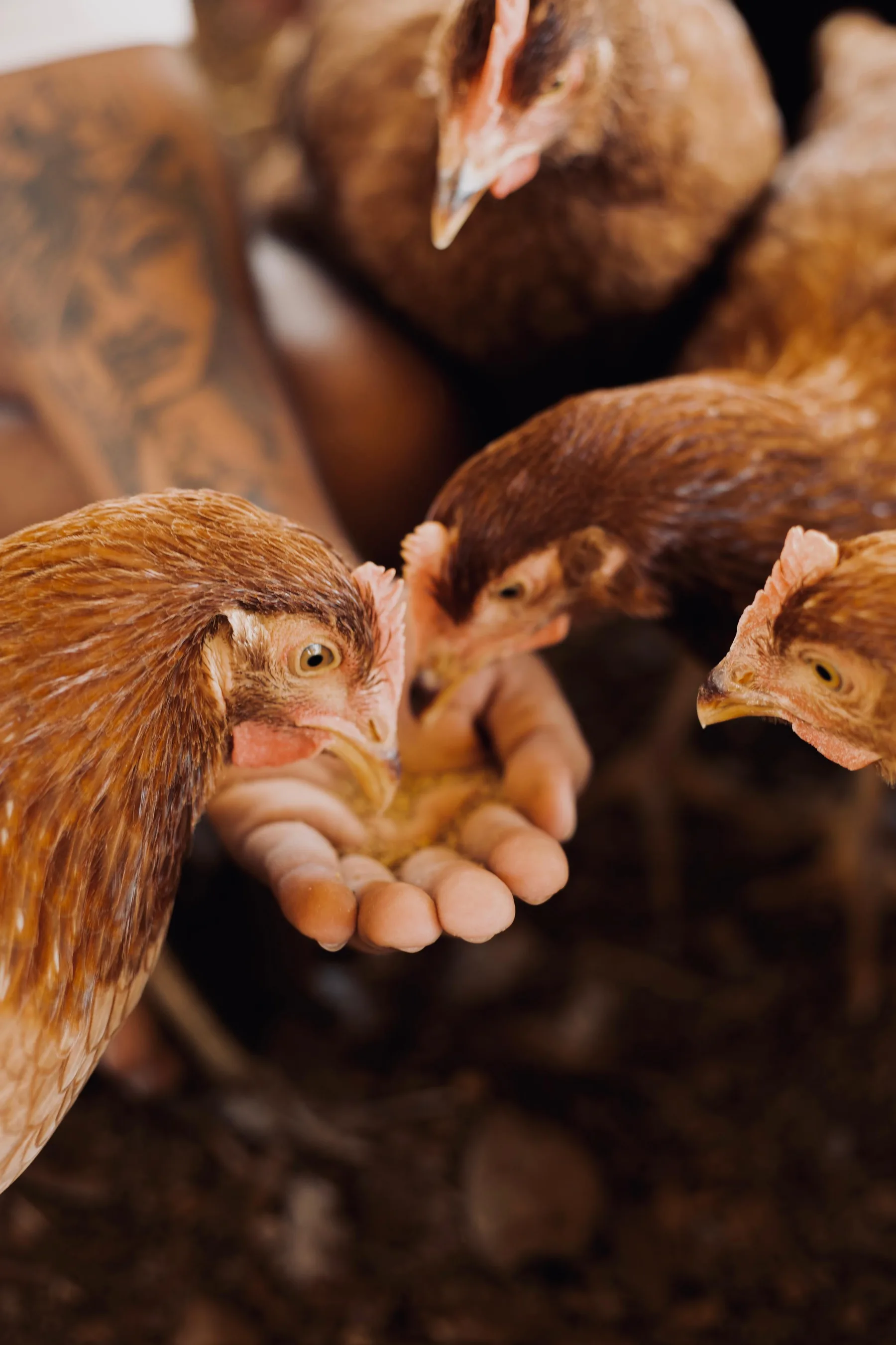 Free-range hens on the farm