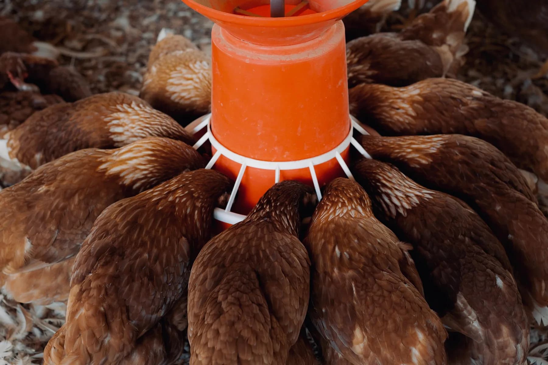 Farm life at Wandering Wings