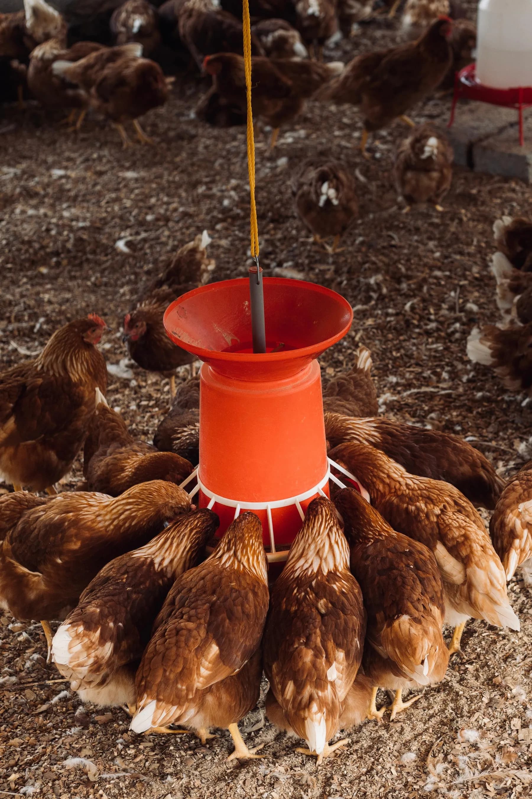 Hens gathered around a feeder inside a farm shelter