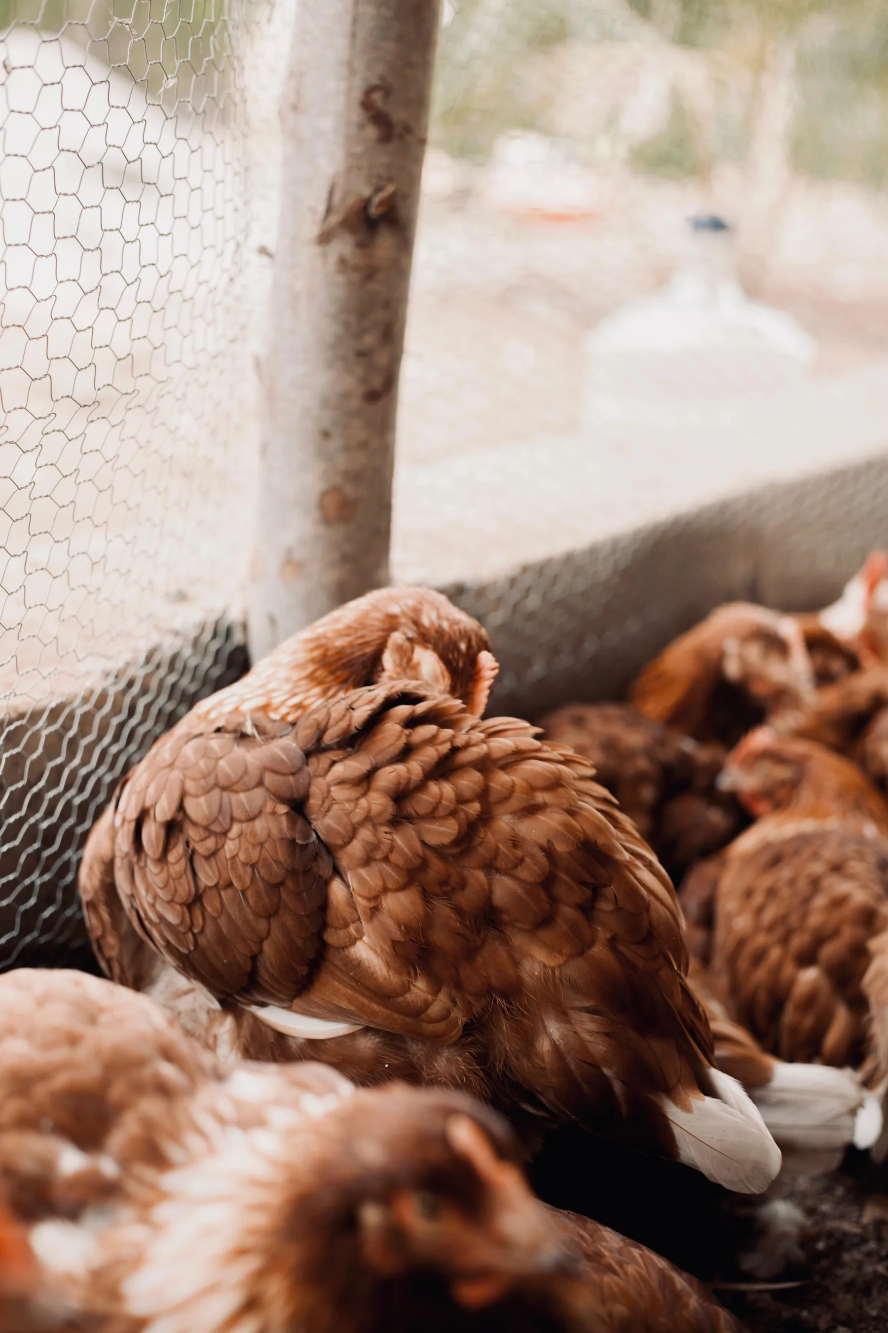 A hen resting near the mesh wall of the farm shelter