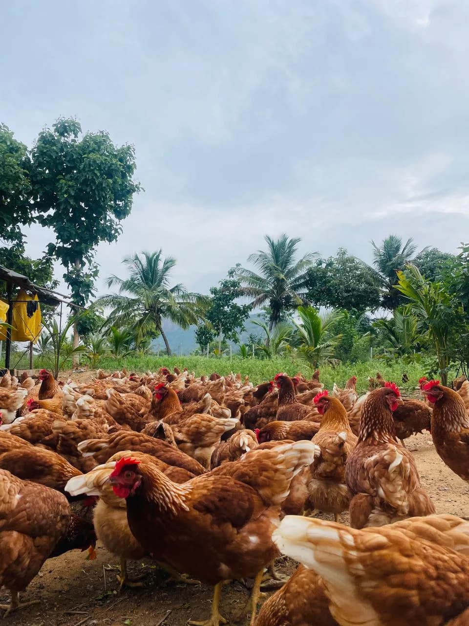 Free-range egg farm photography