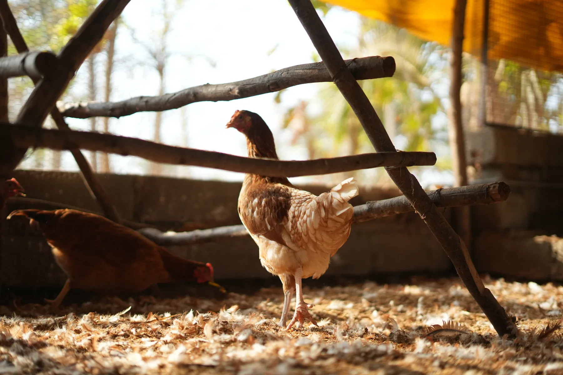 Free-range hens roaming the Wandering Wings farmyard