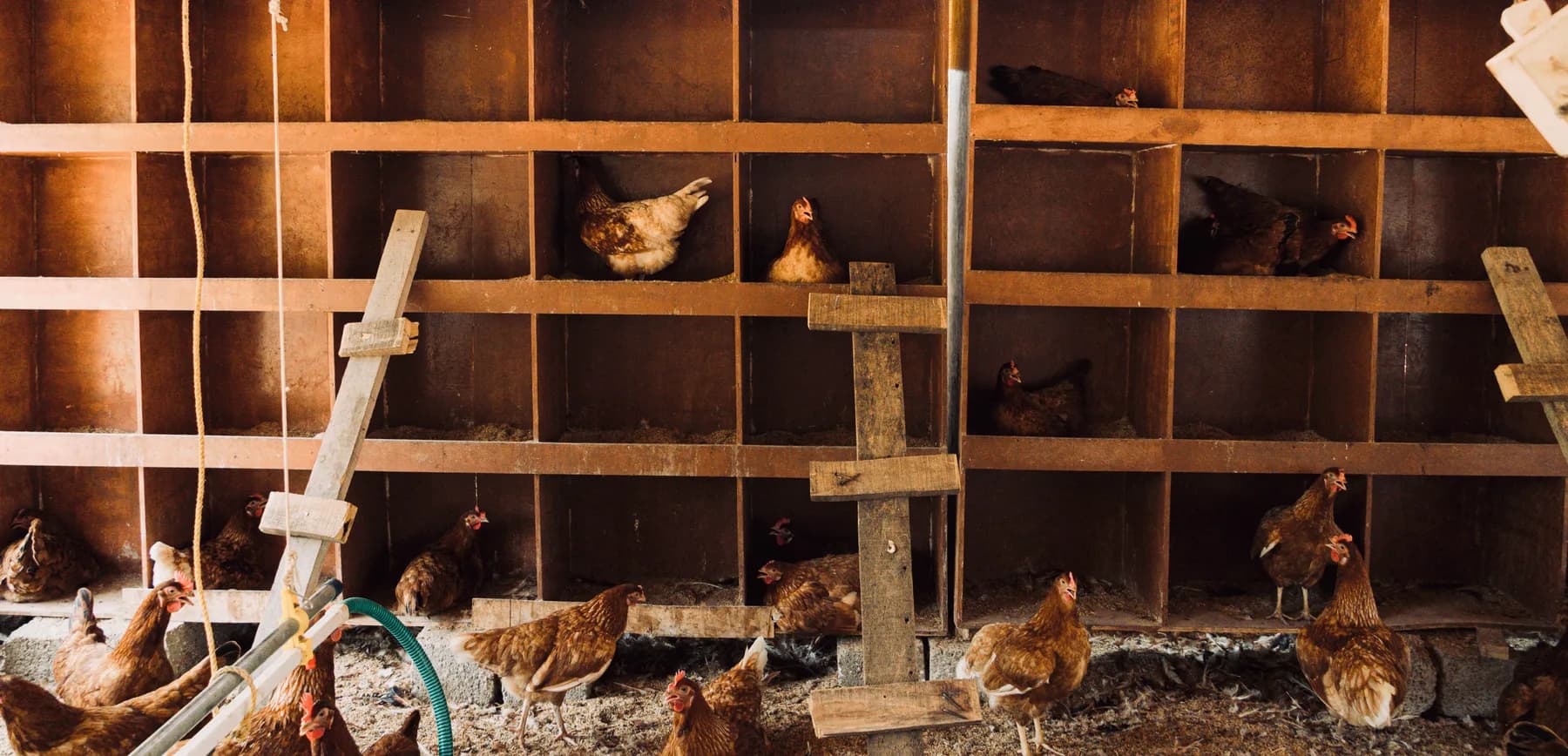 Hens inside a warm wooden nesting area