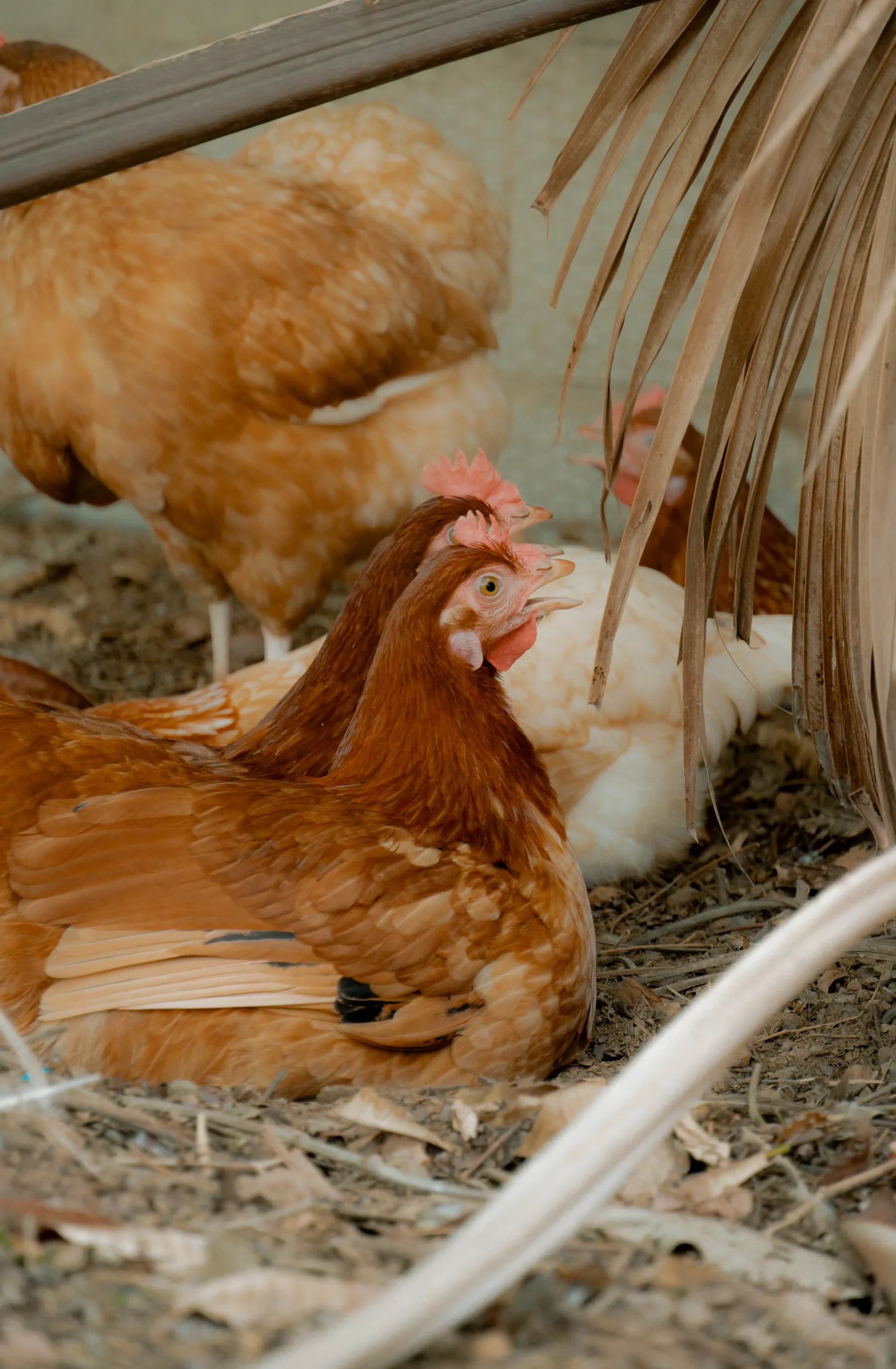 Hen resting in natural shade on the farm