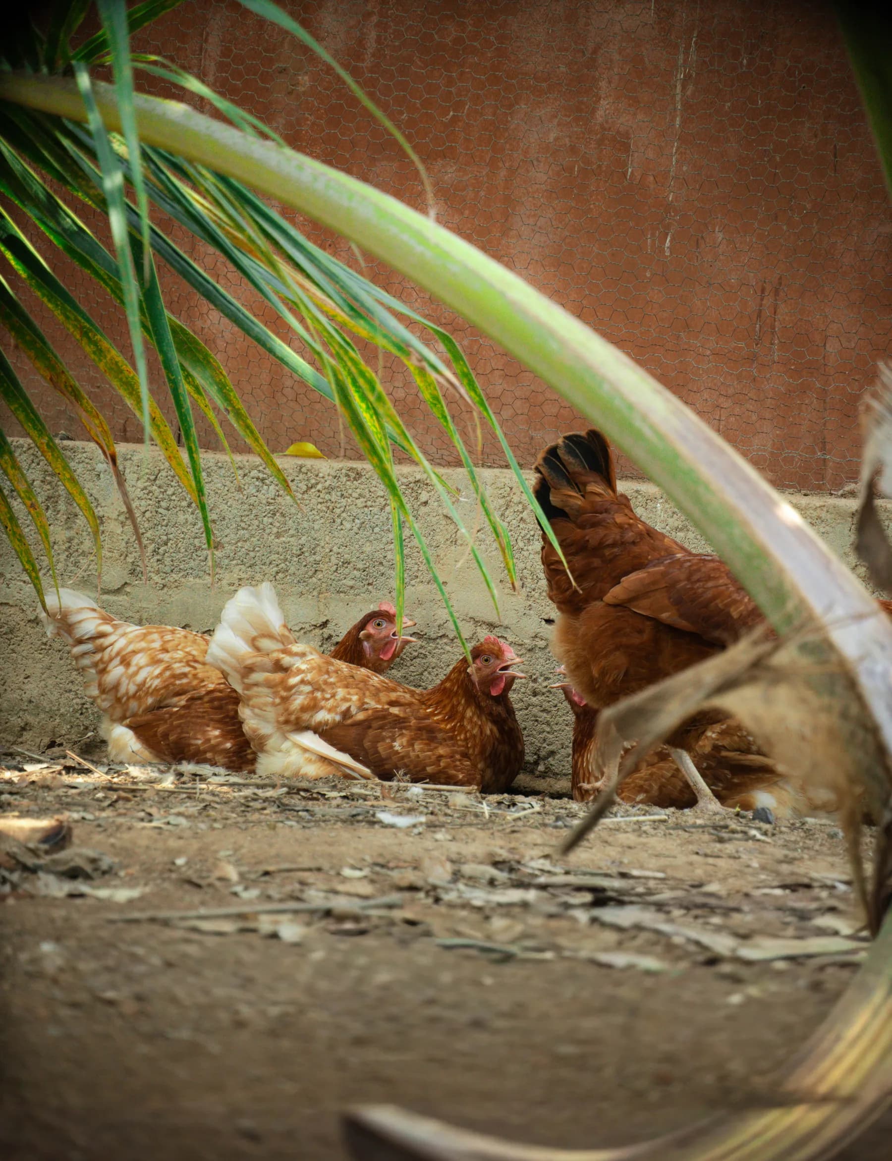 Nilgiri Nest Farm