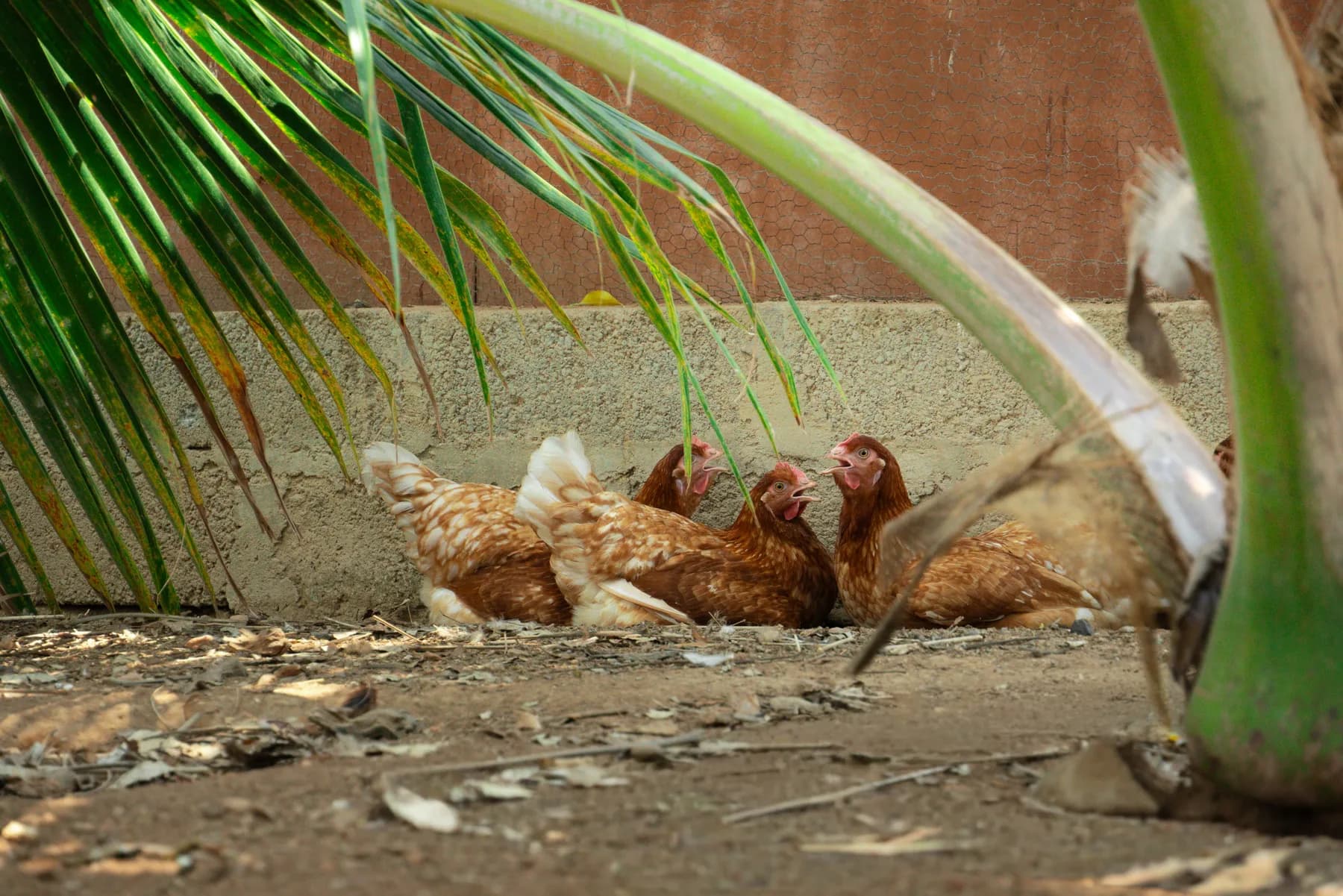 Hens resting together under palm shade